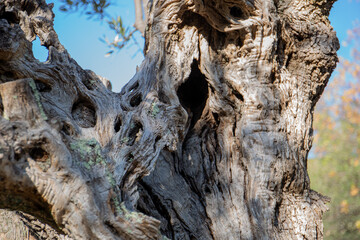 Tronc d'arbre, plan très serré