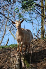 goat in the woods