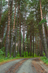 Fototapeta premium Dirt road leads through the forest among many pines and other trees
