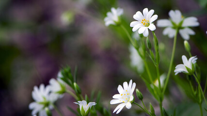 Stellaria holostea. delicate forest flowers of the chickweed, Stellaria holostea or Echte Sternmiere. floral background. white flowers on a natural green background. close-up