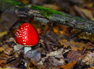 red mushroom fly agaric in the forest. Beautiful red fly agaric or toadstool in the autumn dry leaves. natural background. Latin name Amanita muscaria. Toxic mushroom, close-up