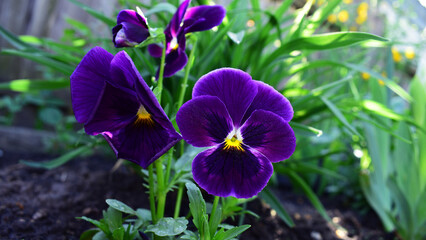 Viola tricolor. Viola plant with violet flower , Viola, Common Violet, pansy flower. delicate blue flowers in the garden, in the flowerbed. floral background. close-up - Powered by Adobe