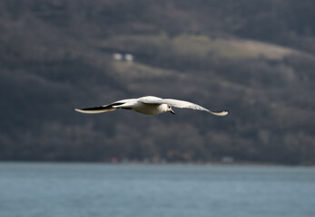 Fototapeta na wymiar White bird in flight, above the water. Seagull in flight.