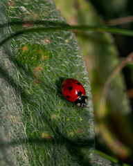 Red ladybug insect sitting on a leaf
