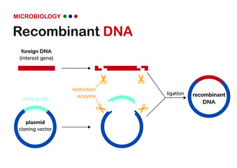 Biological diagram explain concept of recombinant DNA or cloning plasmid construction for genetic engineering of organism - obrazy, fototapety, plakaty