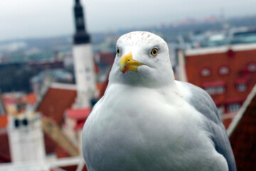 A large white seagull sits on a roof in the old district of Tallinn in Estonia.