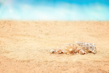 Large seashell lies on the sand by the sea.