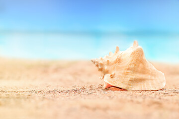 Obraz na płótnie Canvas Large seashell lies on the sand by the sea.