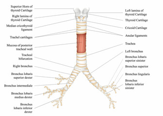 The structure of the human trachea. The hyoid bone. Adam's apple. Left and right bronchus. Thyroid cartilage. Vector illustration.