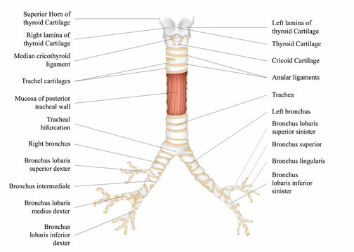 The structure of the human trachea. The hyoid bone. Adam's apple. Left and right bronchus. Thyroid cartilage. Vector illustration.