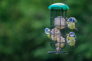 Blue tits feed at bird feeder in garden.  Three birds "Cyanistes caeruleus" with blue and yellow feathers and green blurred background with copy space. Dublin, Ireland