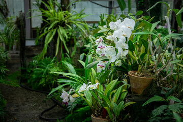 Blooming beautiful orchid flowers in a tropical greenhouse, nature and gardening