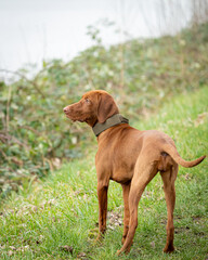 Unsere 6 Monate alte Vizsla Hündin beim Spaziergang!