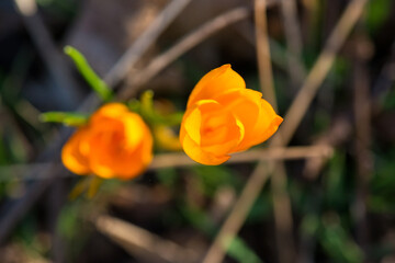 Sprouting crocus in spring garden - elective focus, copy space