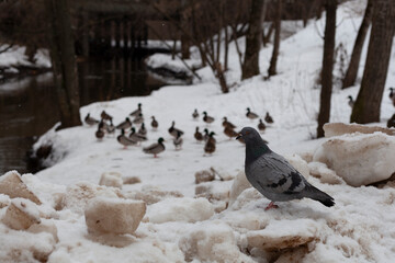 Pigeon and ducks sits along riverbank in the forest
