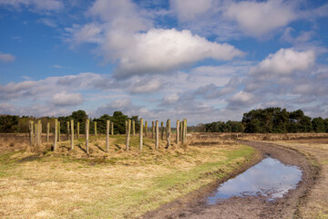 Obraz premium Tomb hill along a footpath in the Regte Heide