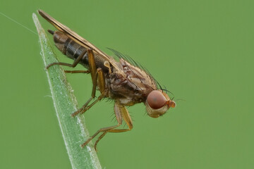 eine Dungfliege auf einem Grashalm mit grünem Hintergrund, Scathophagidae