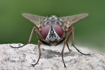 typische Fliege im Detail frontal
