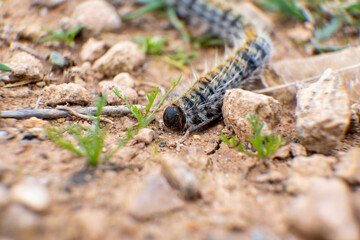 Macro photo of a caterpillar in the nature.