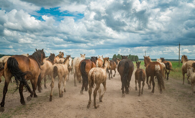A herd of horses runs along a dusty road to a pasture in cloudy weather.