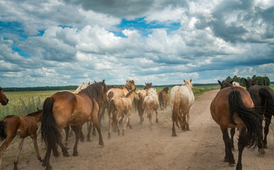 Fototapeta premium A herd of horses runs along a dusty road to a pasture in cloudy weather.