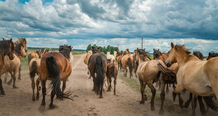 Fototapeta premium A herd of horses runs along a dusty road to a pasture in cloudy weather.