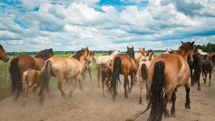 Fototapeta na wymiar A herd of horses runs along a dusty road to a pasture in cloudy weather.