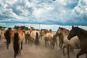 A herd of horses runs along a dusty road to a pasture in cloudy weather.