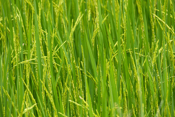 beauty fresh golden and green paddy rice food tree in thailand farming.season farmer harvest organic natural plant