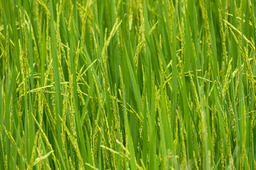Fototapeta na wymiar beauty fresh golden and green paddy rice food tree in thailand farming.season farmer harvest organic natural plant