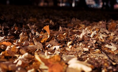 leaves in the autumn forest