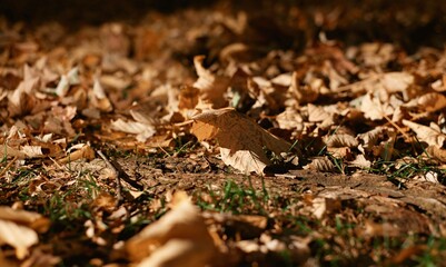 autumn leaves on the ground