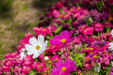 fresh beauty mix pink purple cosmos flowerand white center blooming in natural botany garden park