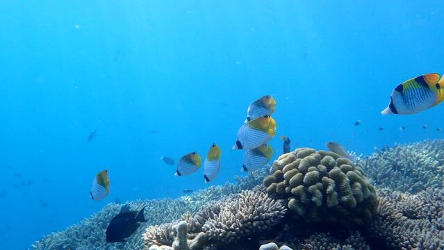 Beautiful butterflyfish swimming over coral reef in Mayotte island