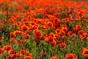 field of red poppies