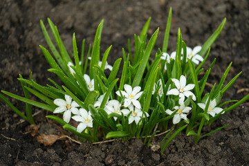 Ornithogalum grows in the garden. Perennial plants with linear basal leaves, growing from a bulb....