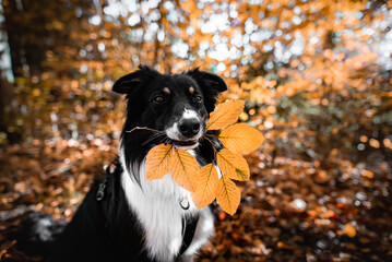 Autumn dogs