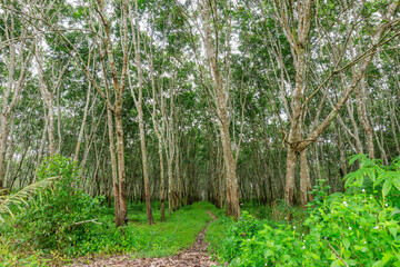 Rubber tree, Latex rubber, Plantation and tree rubber