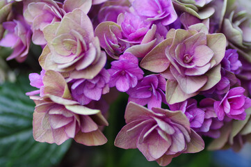 Fototapeta premium 秋紫陽花