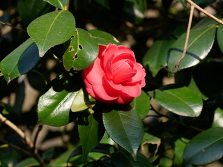 red rose in the garden