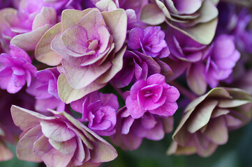 Fototapeta premium 秋紫陽花