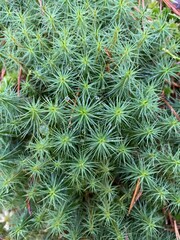 Runo leśne po deszczu. Rosa na leśnej ściółce. © Fotokultura