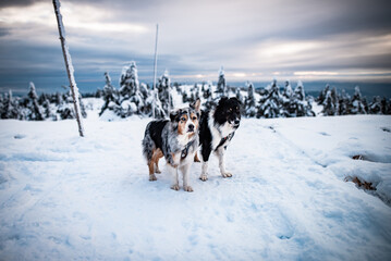 Dogs in winter