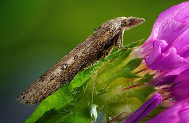 a moth sits on a plant