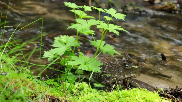 Mountain river in the green forest