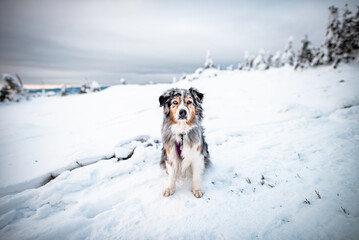 Dogs in winter