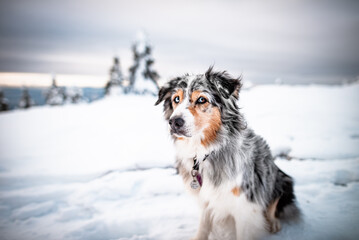 Dogs in winter