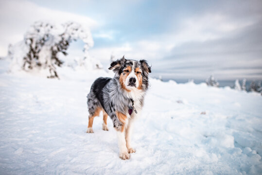 Dogs in winter