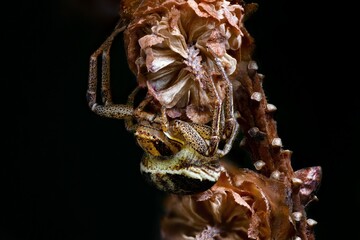 spider on a leaf