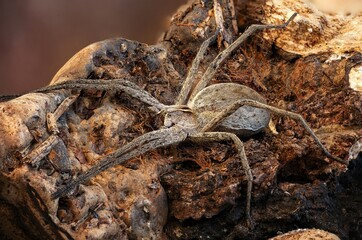 spider on a leaf